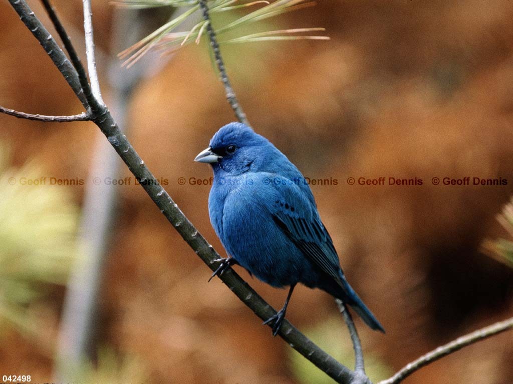INBU-AS_Indigo-Bunting