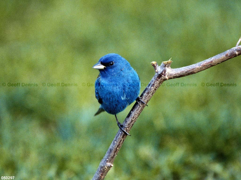 INBU-AT_Indigo-Bunting