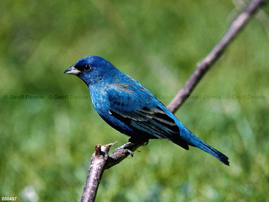 INBU-AU_Indigo-Bunting