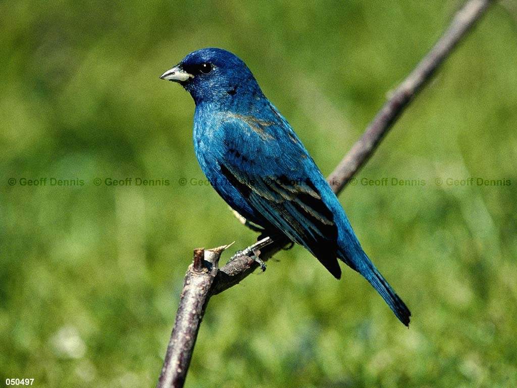 INBU-AV_Indigo-Bunting
