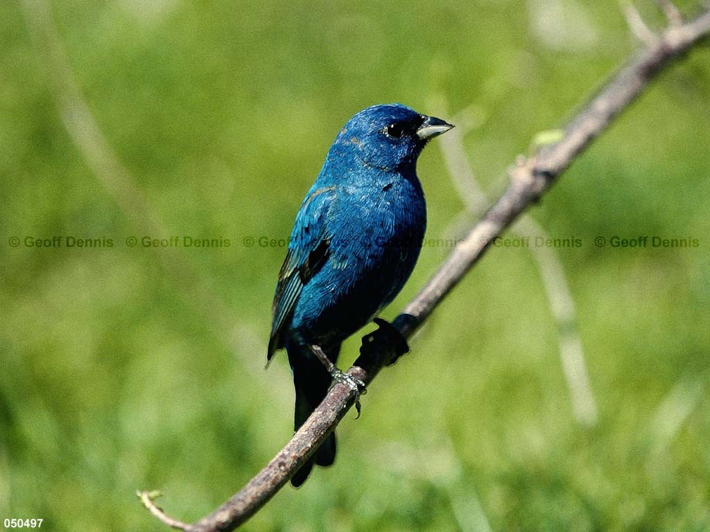 INBU-AW_Indigo-Bunting