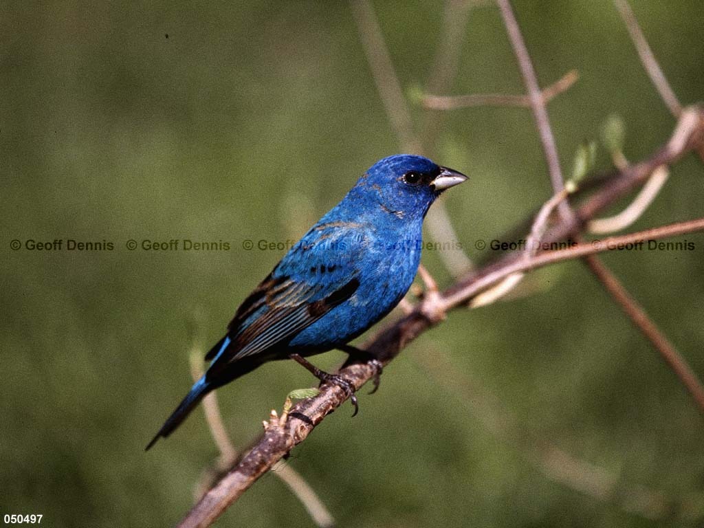 INBU-AX_Indigo-Bunting