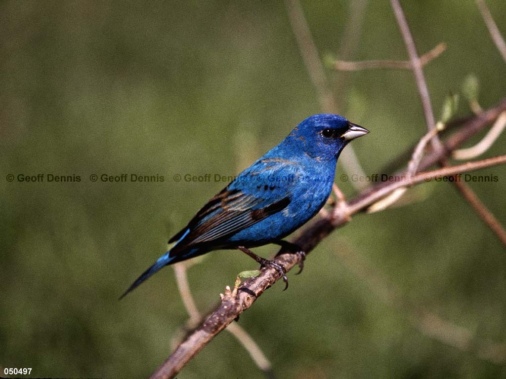 INBU-AY_Indigo-Bunting