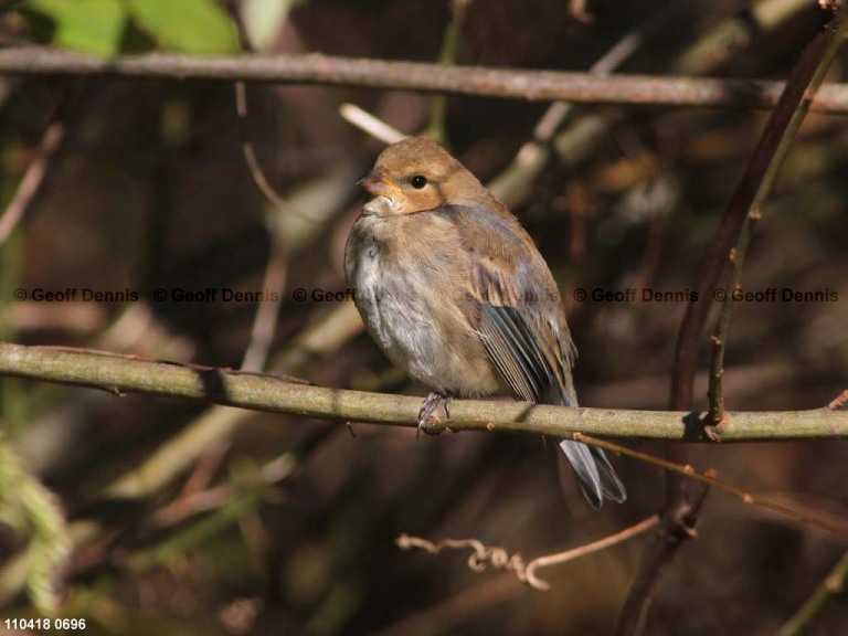 INBU-AZ_Indigo-Bunting