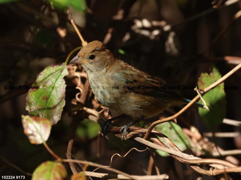 INBU-BA_Indigo-Bunting