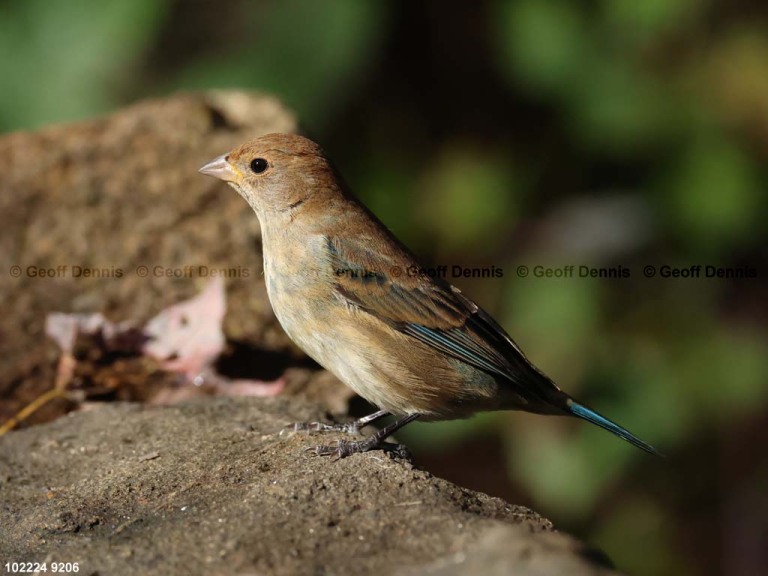 INBU-BB_Indigo-Bunting