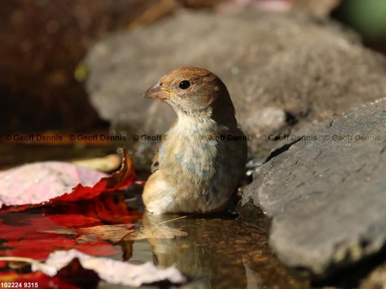 INBU-BC_Indigo-Bunting