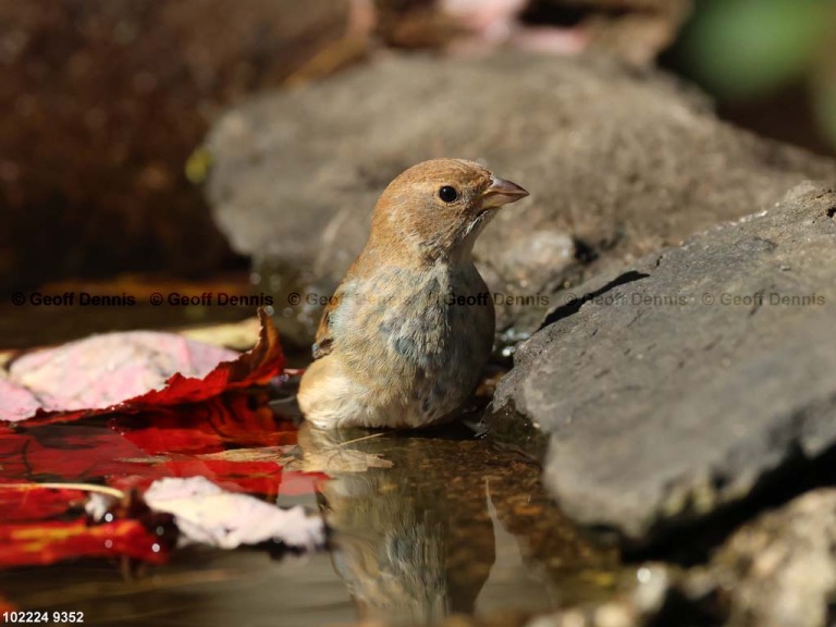 INBU-BD_Indigo-Bunting