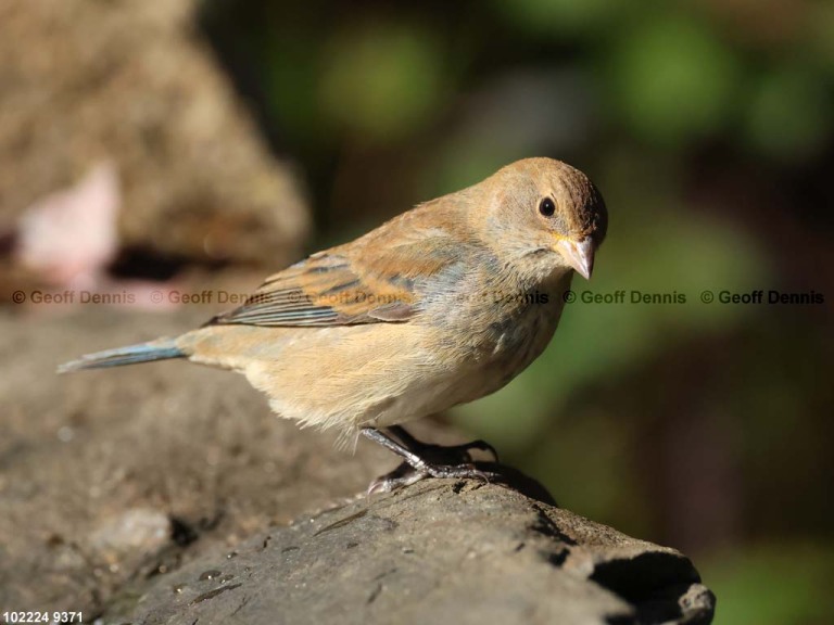 INBU-BE_Indigo-Bunting