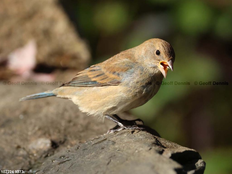 INBU-BF_Indigo-Bunting