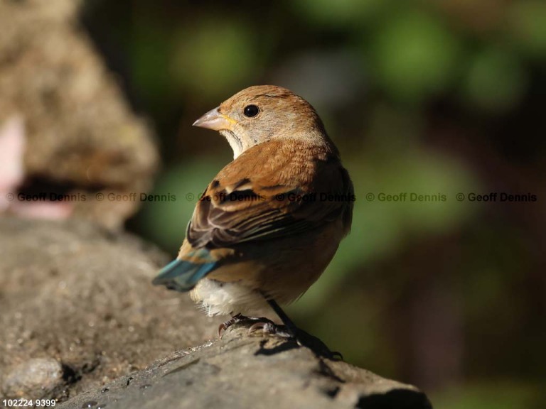 INBU-BG_Indigo-Bunting