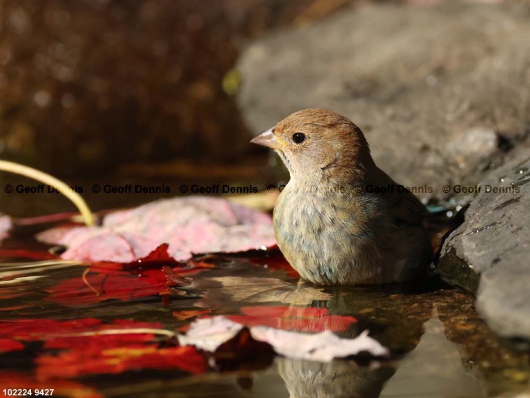 INBU-BH_Indigo-Bunting