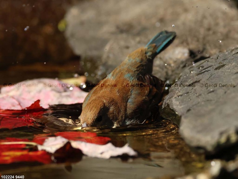 INBU-BI_Indigo-Bunting