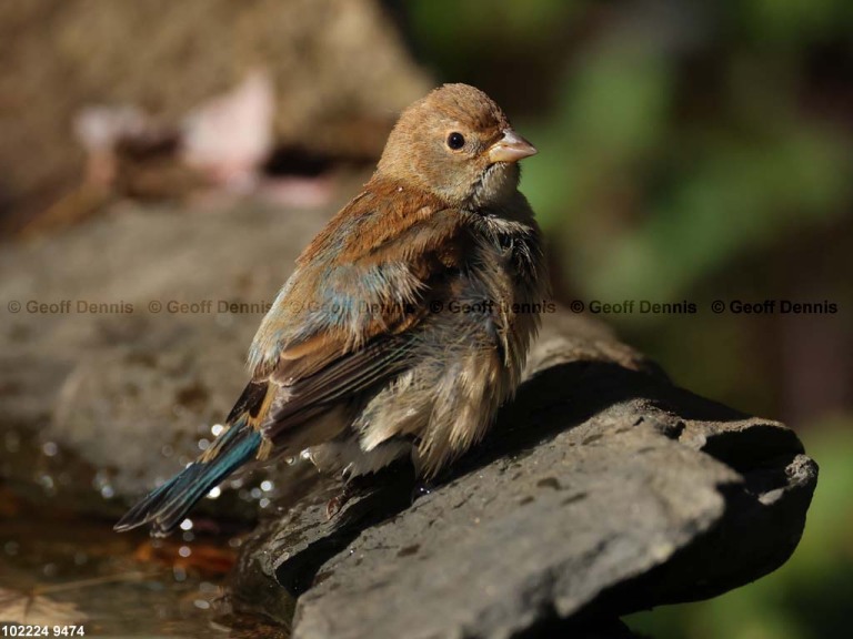 INBU-BK_Indigo-Bunting