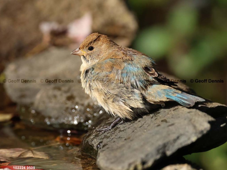INBU-BL_Indigo-Bunting