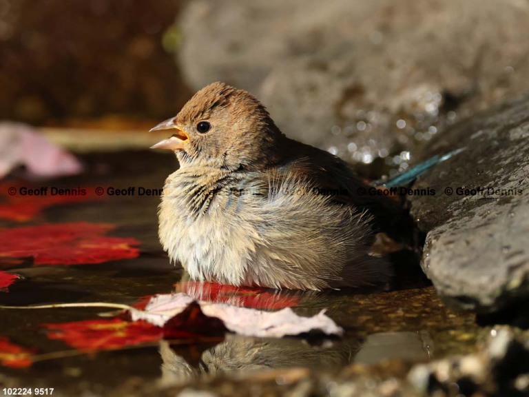 INBU-BM_Indigo-Bunting