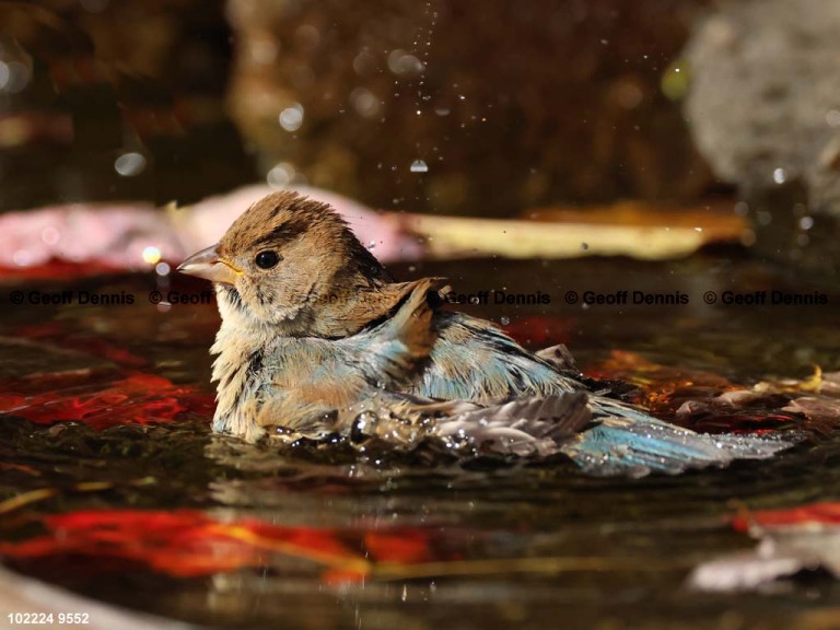 INBU-BN_Indigo-Bunting