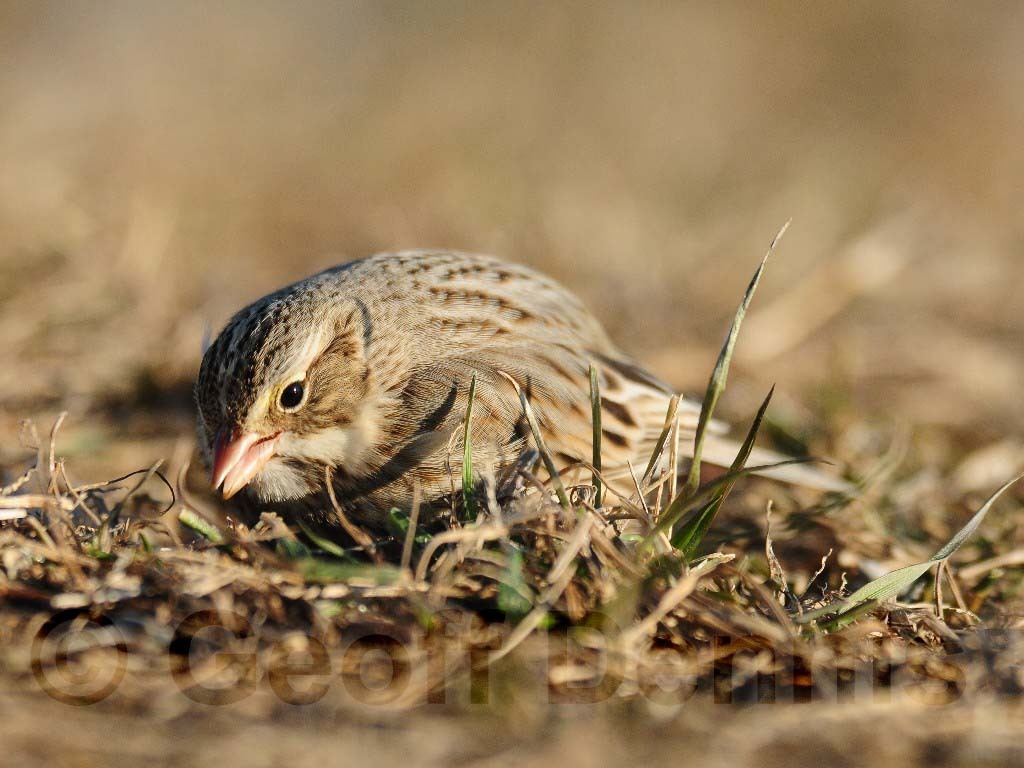 IPSW-AA_Ipswich-Savannah-Sparrow