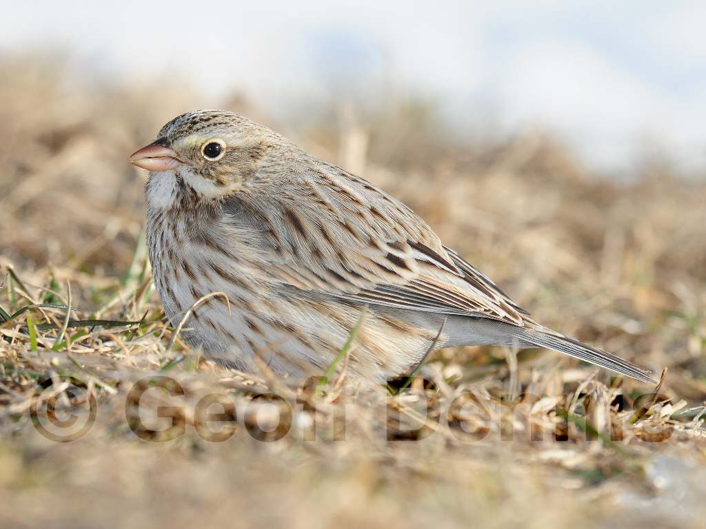 IPSW-AB_Ipswich-Savannah-Sparrow
