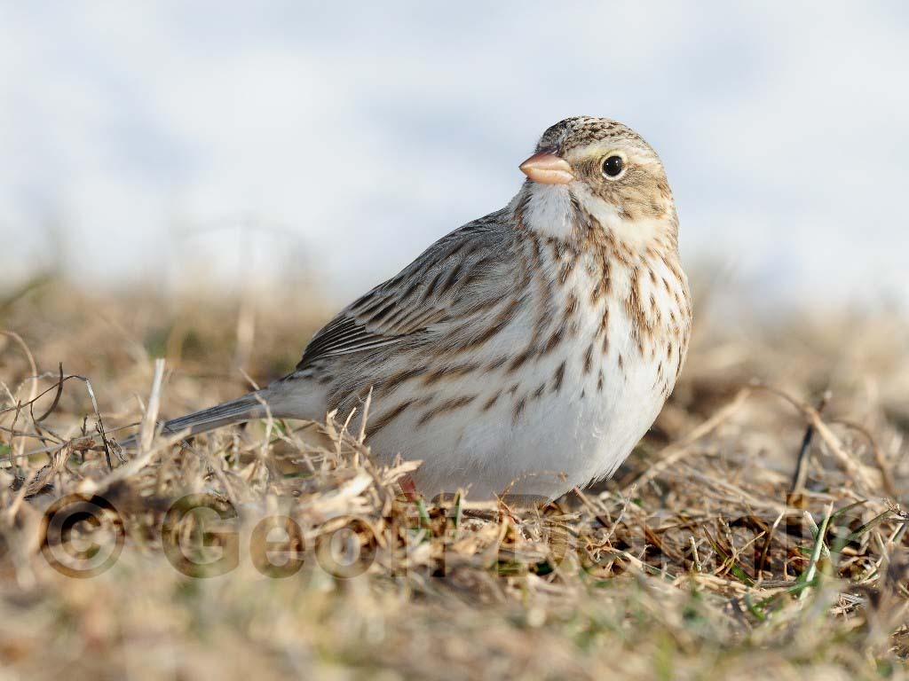 IPSW-AC_Ipswich-Savannah-Sparrow