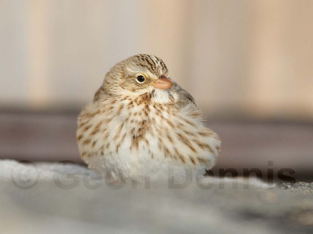 IPSW-AD_Ipswich-Savannah-Sparrow