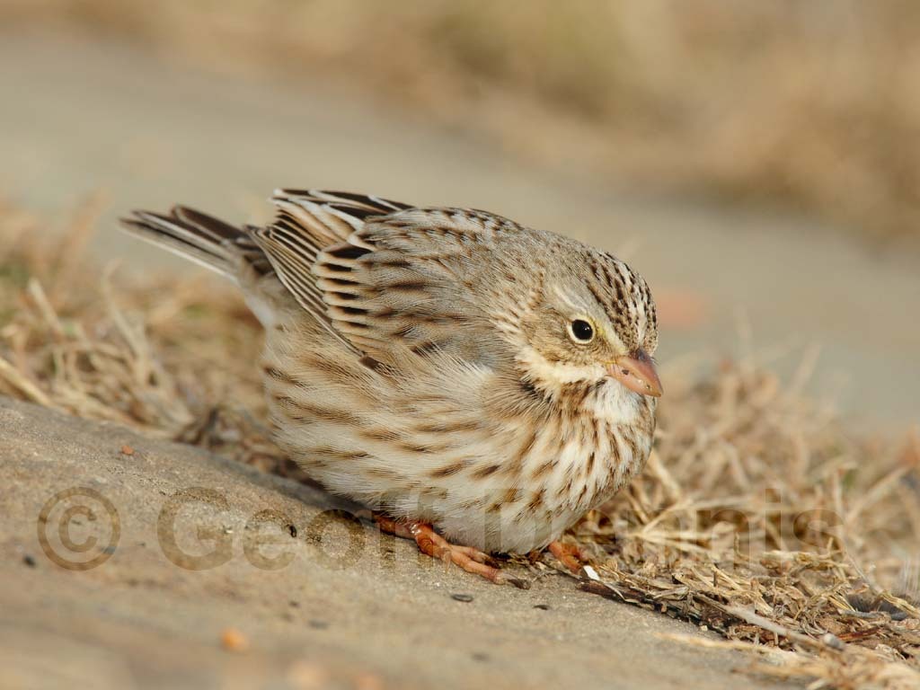 IPSW-AE_Ipswich-Savannah-Sparrow