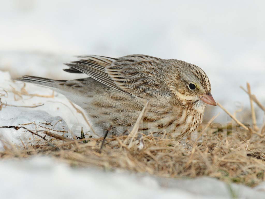 IPSW-AF_Ipswich-Savannah-Sparrow