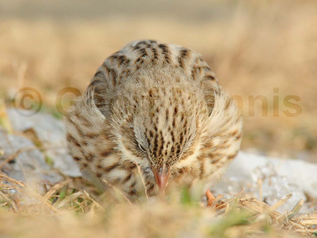 IPSW-AG_Ipswich-Savannah-Sparrow