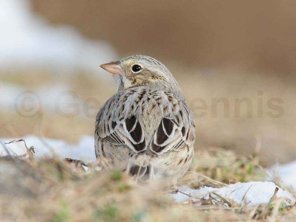 IPSW-AH_Ipswich-Savannah-Sparrow
