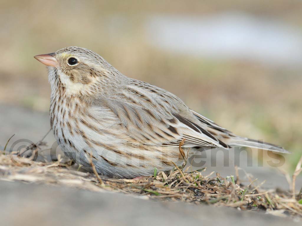 IPSW-AI_Ipswich-Savannah-Sparrow