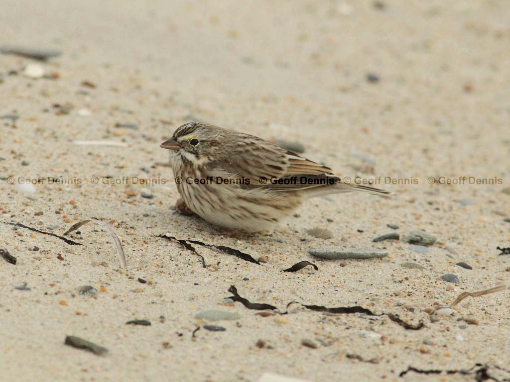 IPSW-AJ_Ipswich-Savannah-Sparrow