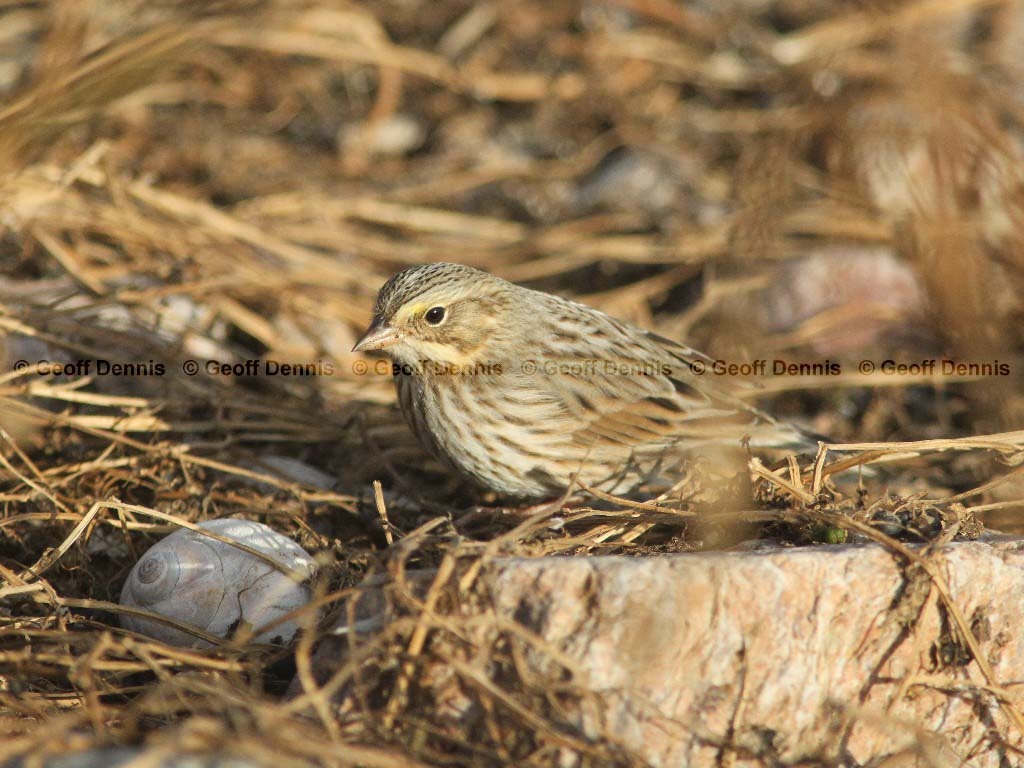 IPSW-AK_Ipswich-Savannah-Sparrow