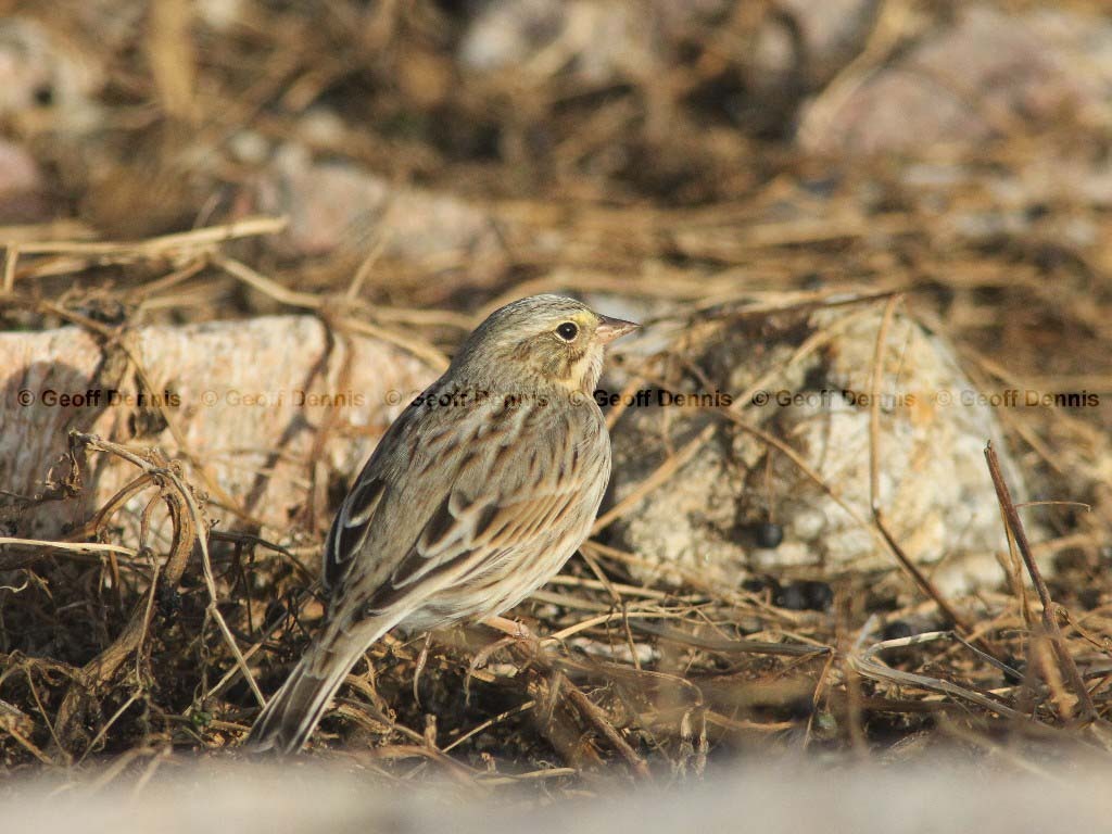 IPSW-AL_Ipswich-Savannah-Sparrow