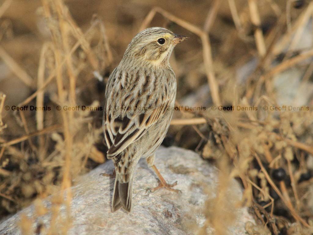 IPSW-AM_Ipswich-Savannah-Sparrow