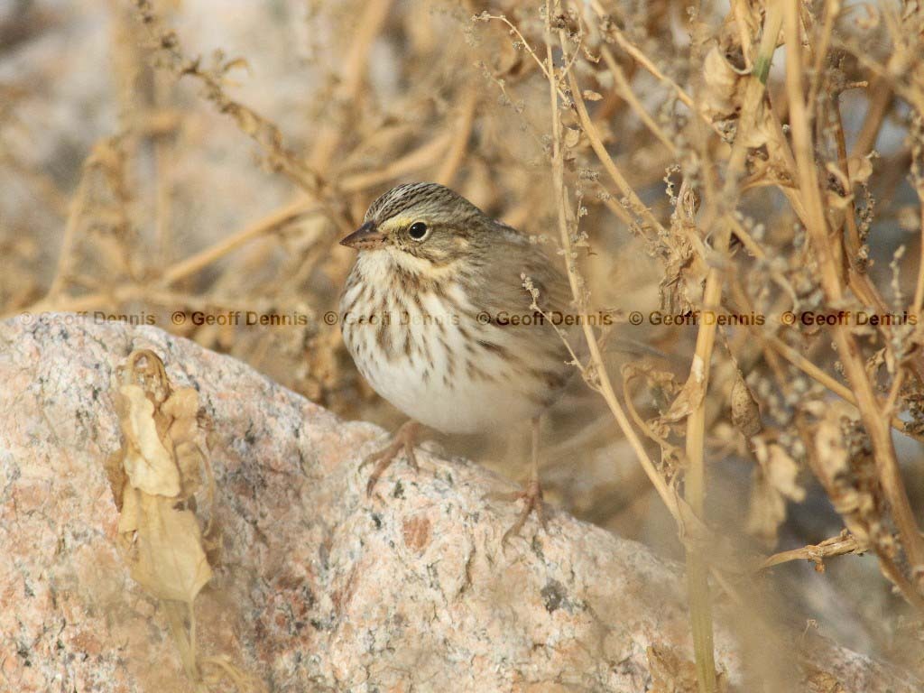 IPSW-AN_Ipswich-Savannah-Sparrow