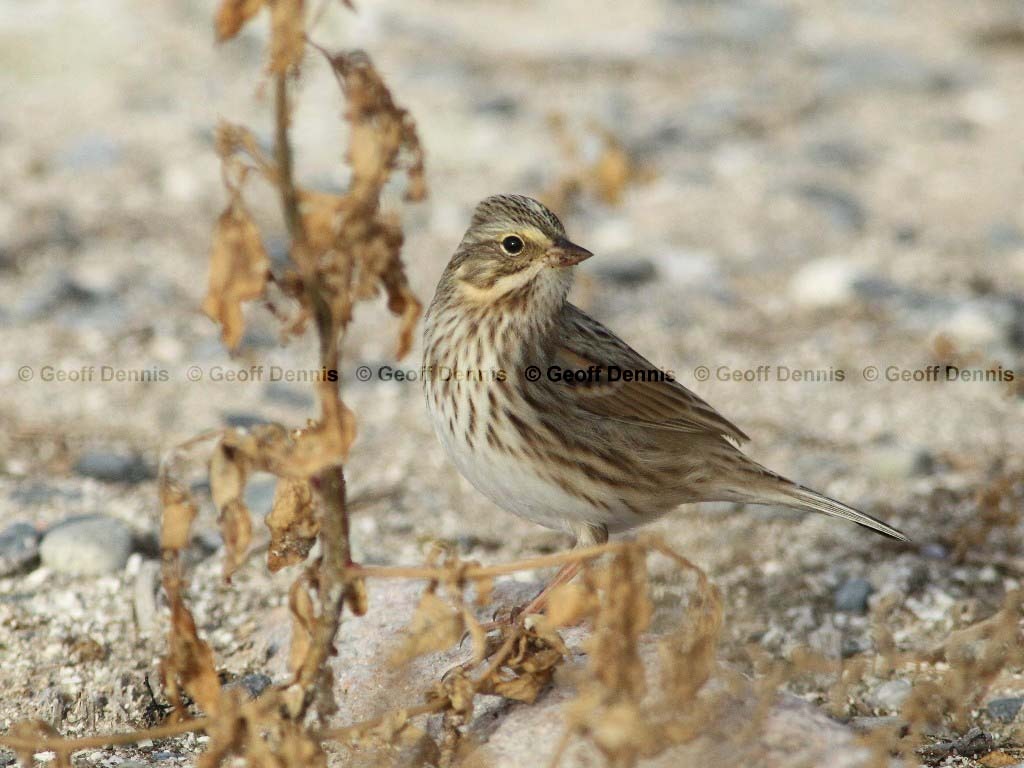IPSW-AO_Ipswich-Savannah-Sparrow