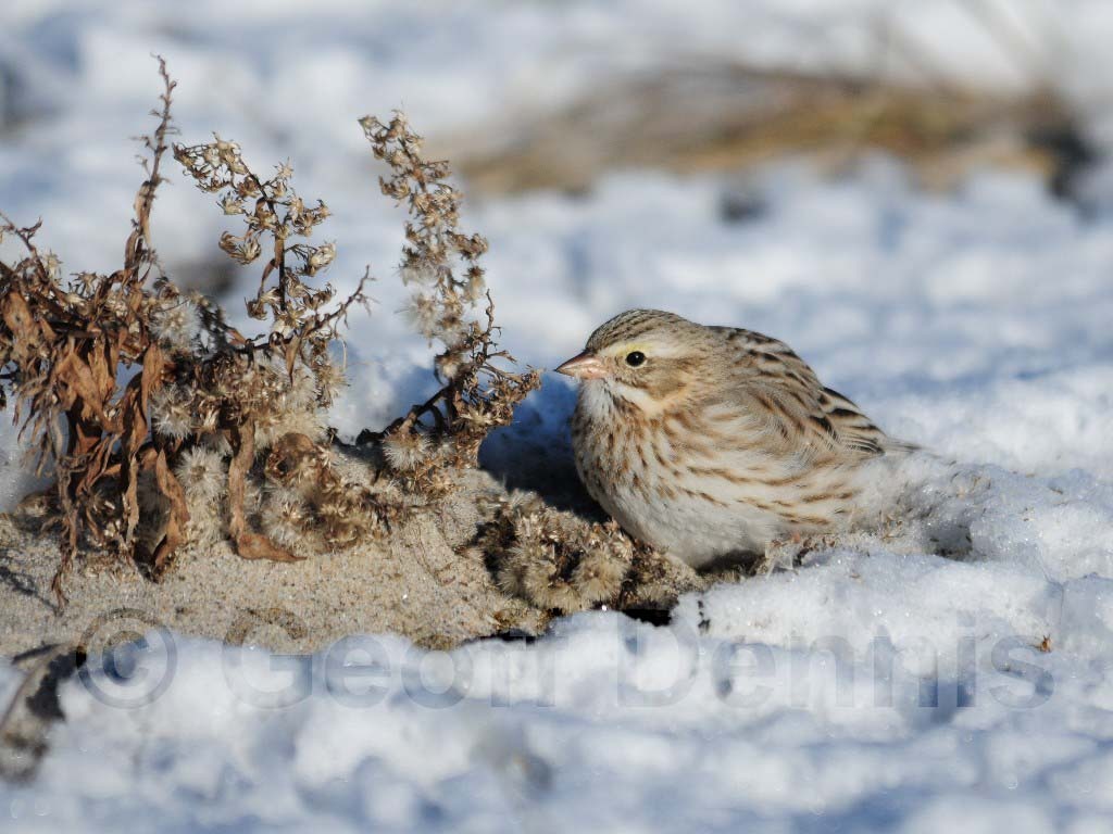 IPSW-AP_Ipswich-Savannah-Sparrow