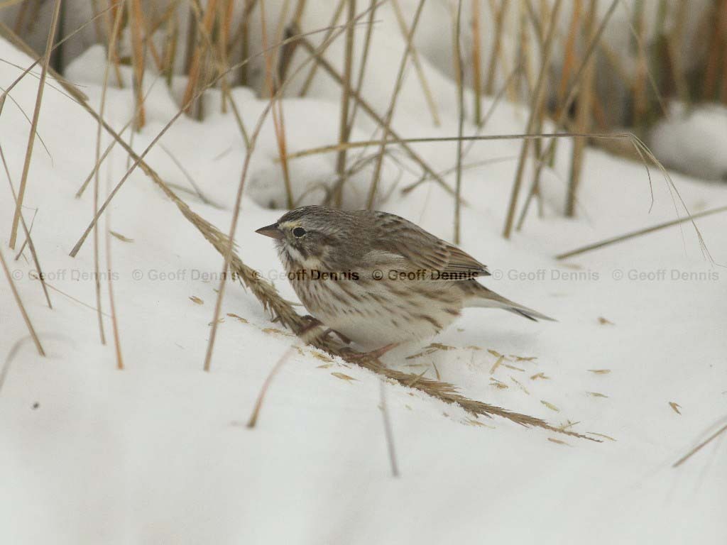 IPSW-AQ_Ipswich-Savannah-Sparrow