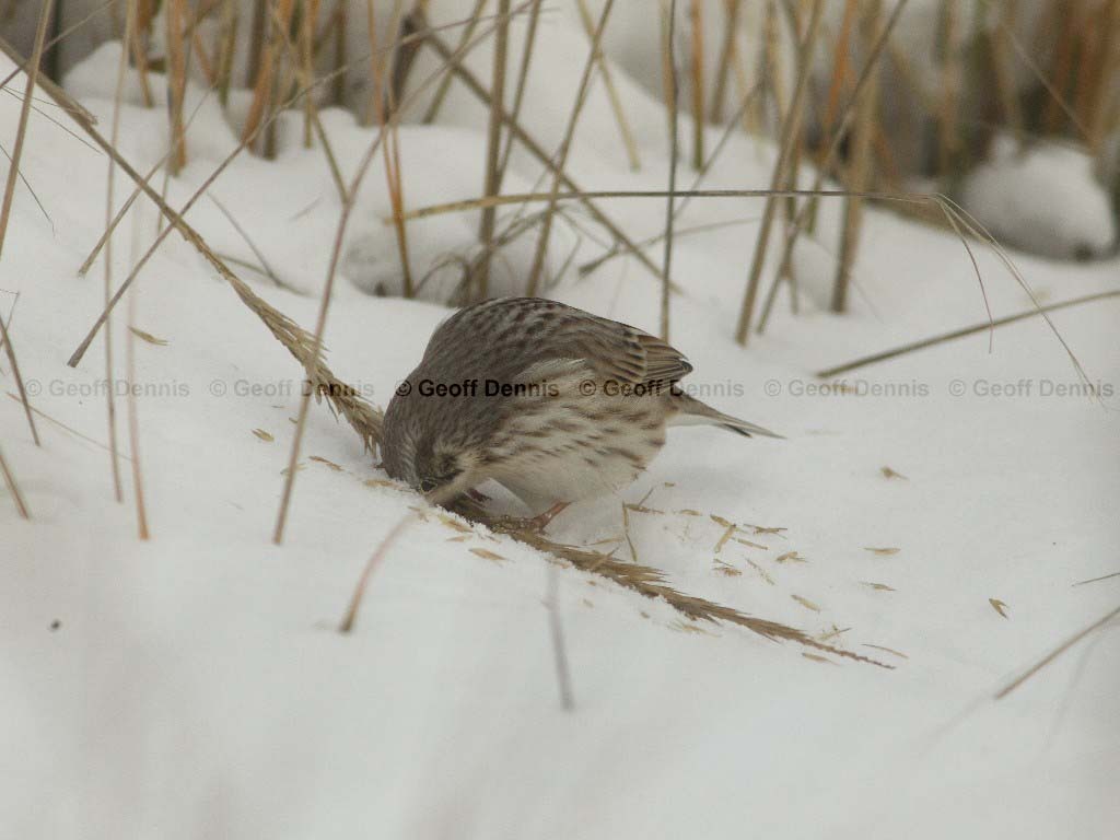 IPSW-AR_Ipswich-Savannah-Sparrow