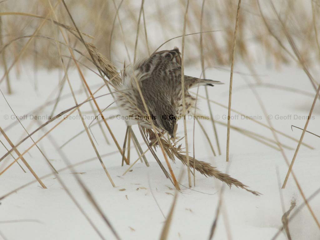 IPSW-AS_Ipswich-Savannah-Sparrow