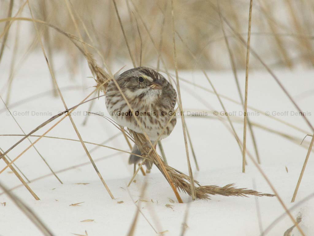 IPSW-AT_Ipswich-Savannah-Sparrow