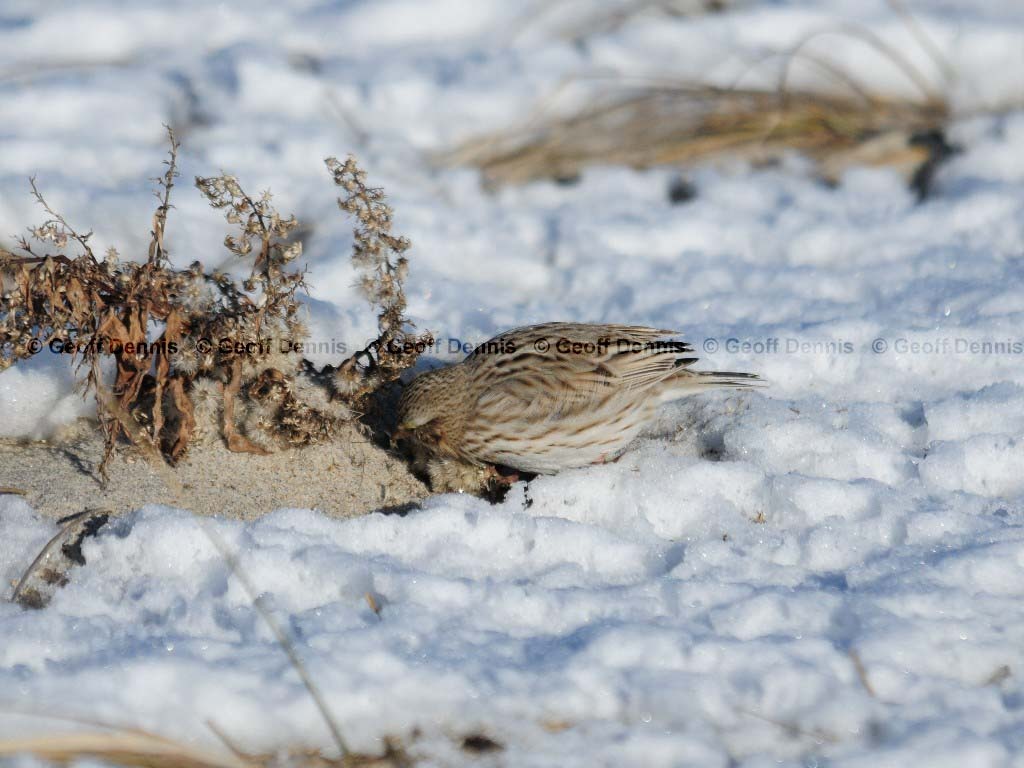 IPSW-AU_Ipswich-Savannah-Sparrow