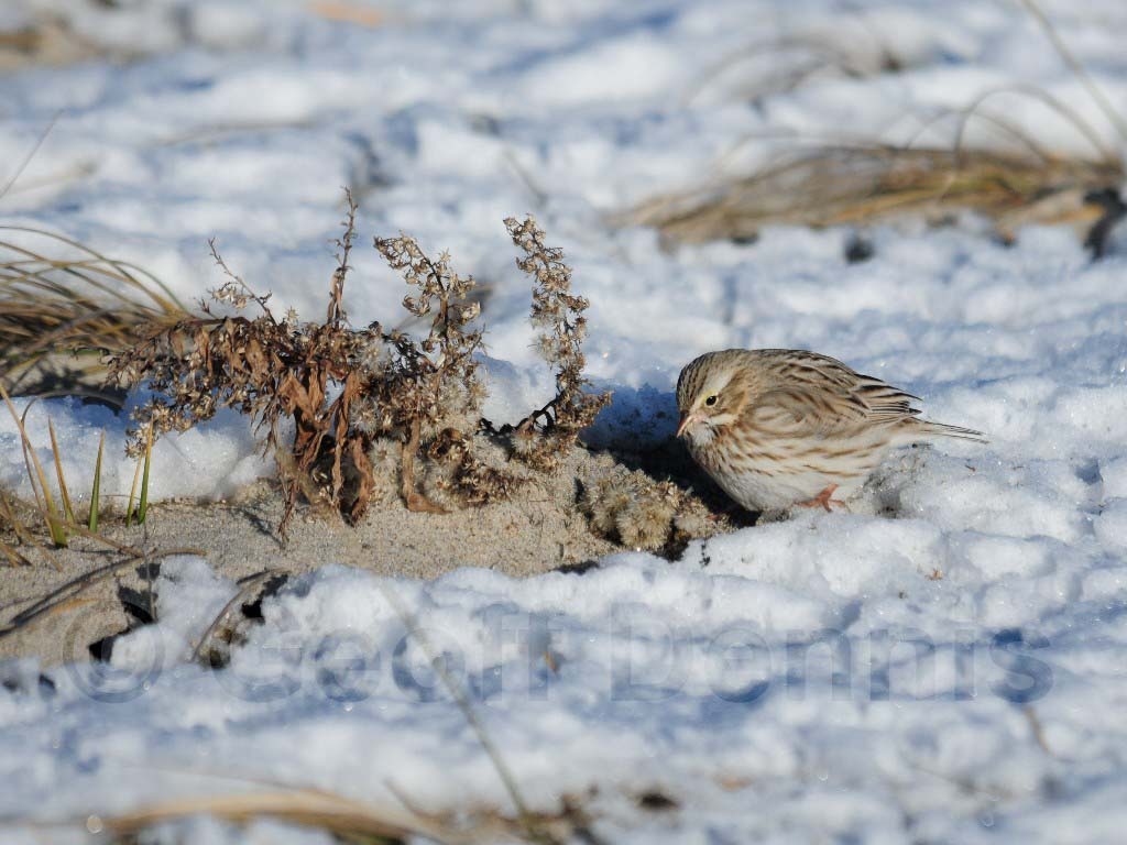 IPSW-AV_Ipswich-Savannah-Sparrow