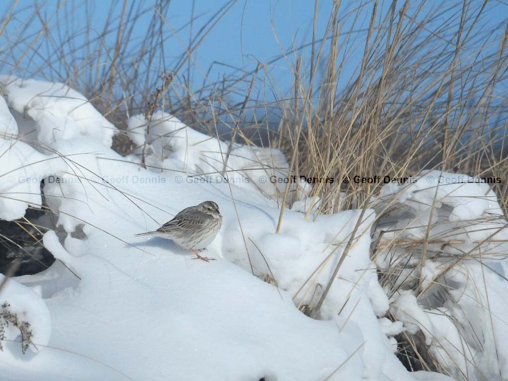 IPSW-AW_Ipswich-Savannah-Sparrow
