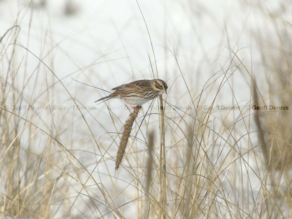 IPSW-AX_Ipswich-Savannah-Sparrow