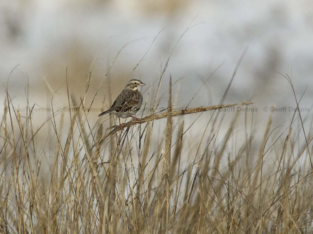 IPSW-AY_Ipswich-Savannah-Sparrow