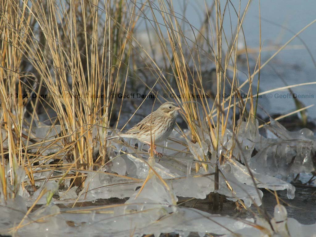 IPSW-AZ_Ipswich-Savannah-Sparrow
