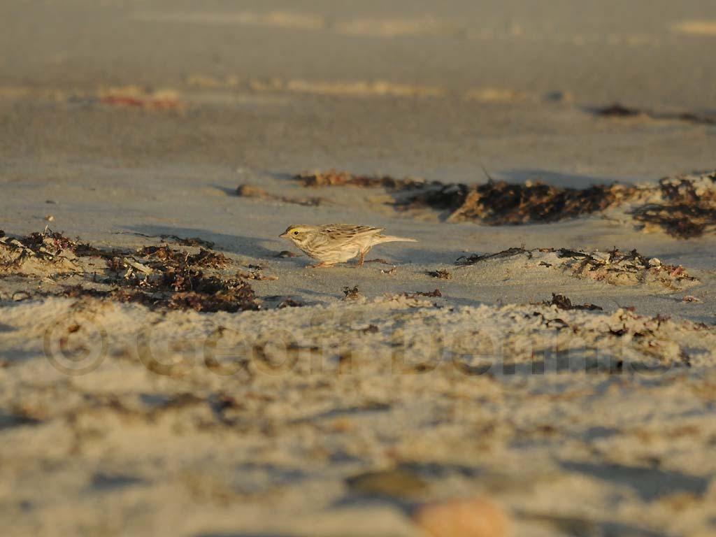 IPSW-BA_Ipswich-Savannah-Sparrow