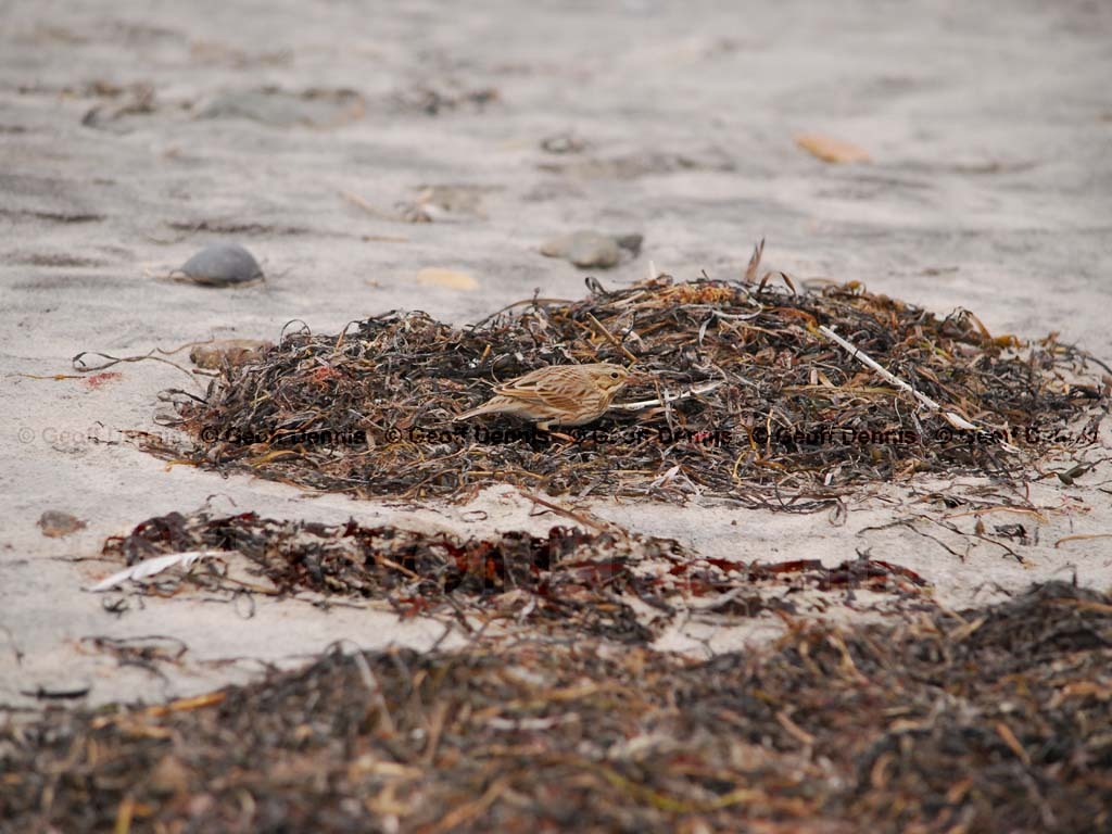 IPSW-BB_Ipswich-Savannah-Sparrow