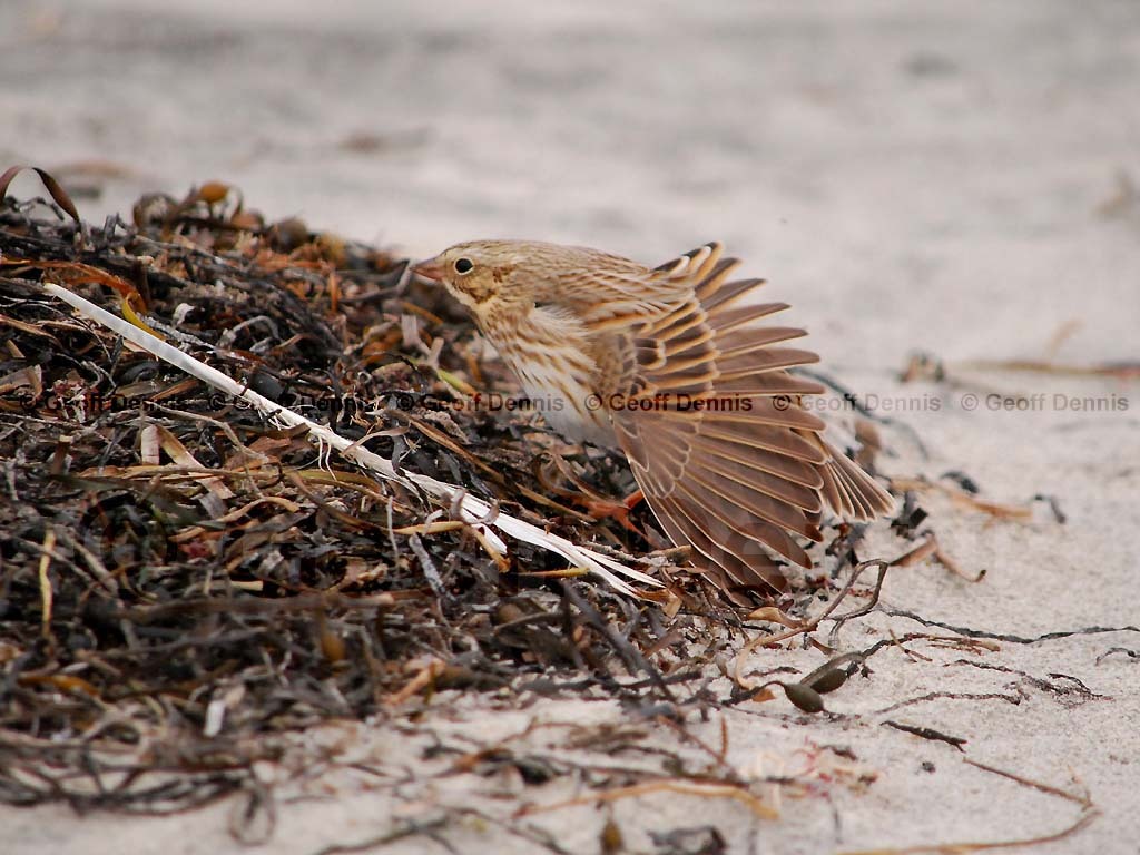 IPSW-BC_Ipswich-Savannah-Sparrow